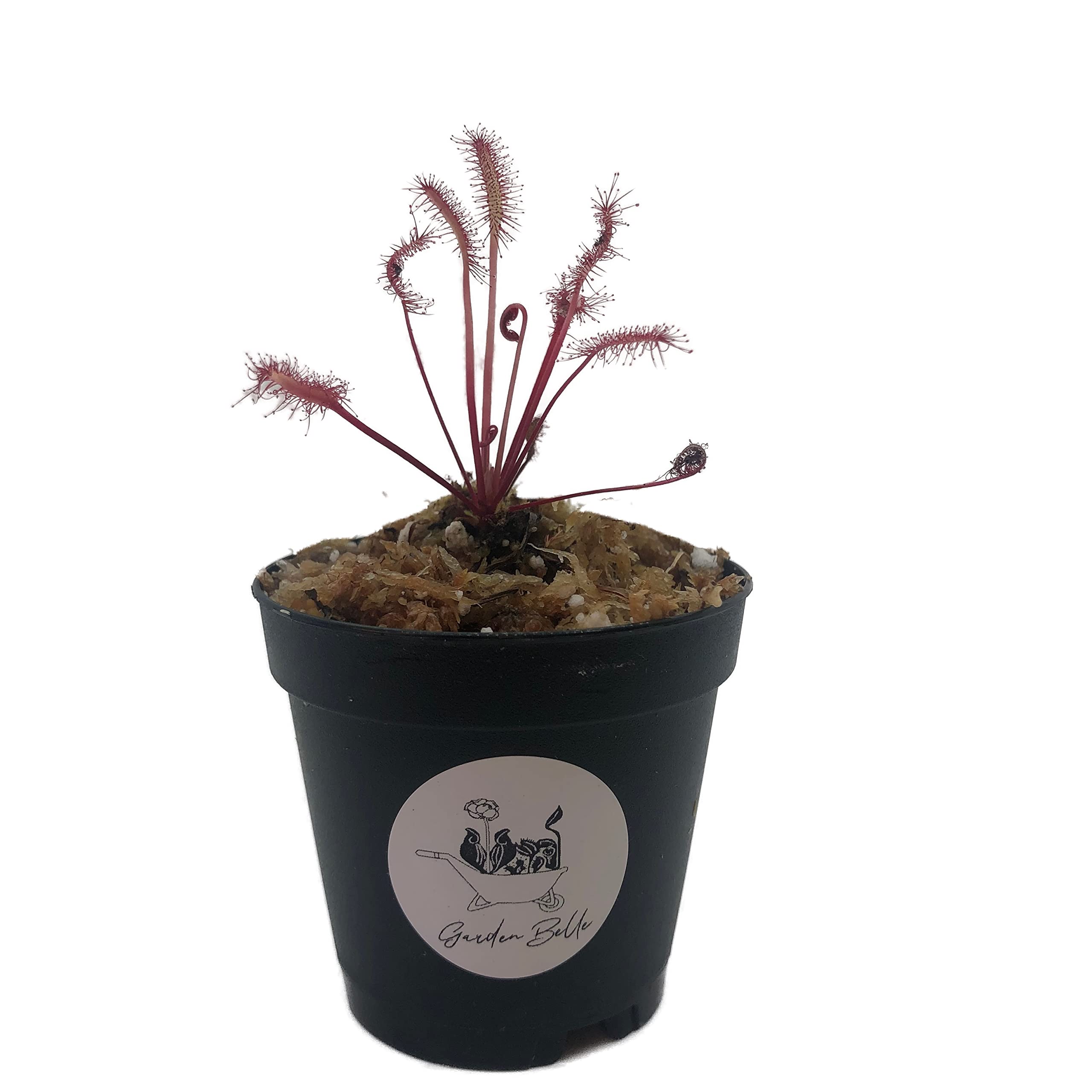 Amazon.com: Cape Sundew 'Red' (Drosera Capensis) Carnivorous Plant